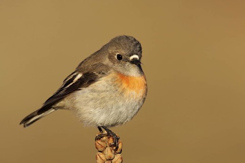 Scarlet Robin (Petroica boodang) female, Australian Capital Territory, Australia