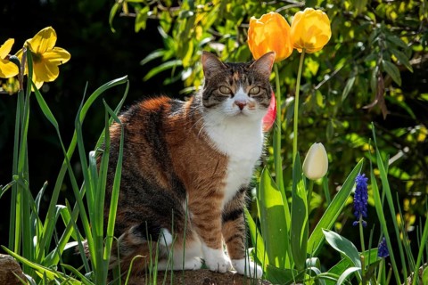 Cat, European shorthair, domestic cat (Felis catus), tricoloured, sitting among flowers,