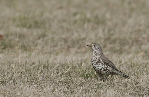 Mistle Thrush (Turdus viscivorus), Saxony, Germany