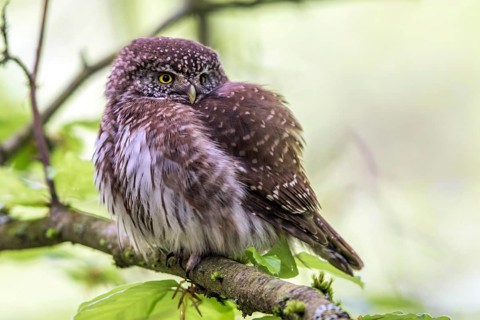 Sparrow owl (Glaucidium passerinum), Baden-Württemberg, Federal Republic of Germany