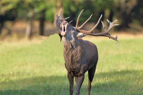 Red deer (Cervus elaphus) during the rutting season, a capital stag roaring in a forest clearing,