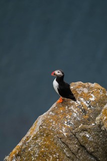 Capture of a puffin, Fratercula arctica, perched on a rocky cliff in Norway's stunning landscape