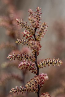 Gale bush (Myrica gale), flowers, province of Drenthe, Netherlands