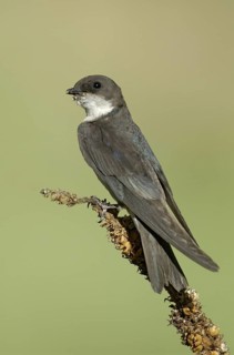 Tree Swallow (Tachycineta bicolor) female, California, USA