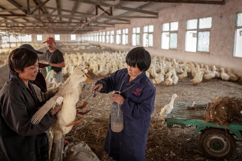 Ducks being vaccinated at the duck breeding centre Jiang Su Xiang Gui Breeding Co. Ltd, Xiang Shui