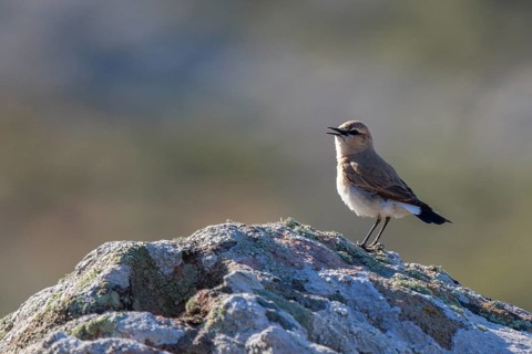 Isabelline Wheatear (Oenanthe isabellina) perched on a rock, Greece