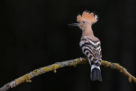Eurasian Hoopoe (Upupa epops) perched on a branch, Hungary