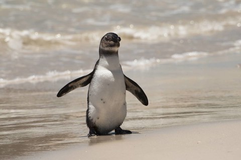 African Penguin (Spheniscus demersus) coming ashore, South Africa