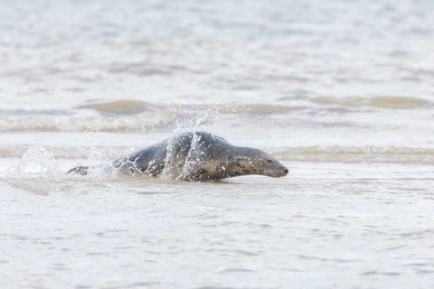 Atlantic grey seal (Halichoerus grypus) adult animal in the shallow sea on a seaside beach,