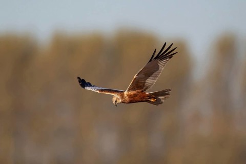 Marsh harrier (Circus aeruginosus) adult bird of prey raptor in flight in spring, RSPB Minsmere