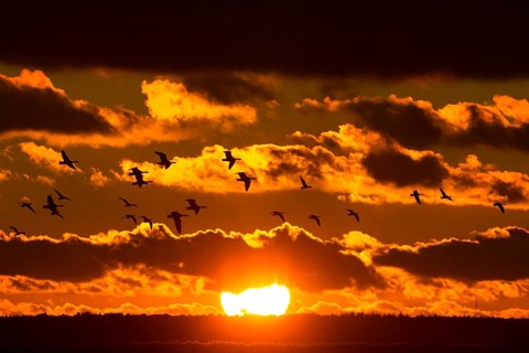 Greylag Goose (Anser anser) flying, Mecklenburg-Western Pomerania, Germany