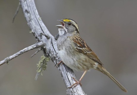 White-throated Sparrow (Zonotrichia albicollis) singing, Michigan, USA