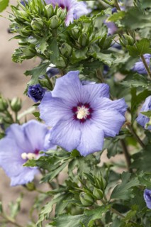 Garden marshmallow (Hibiscus syriacus AZURRI), Anchers Havecenter, Ellerhoop-Thiensen,