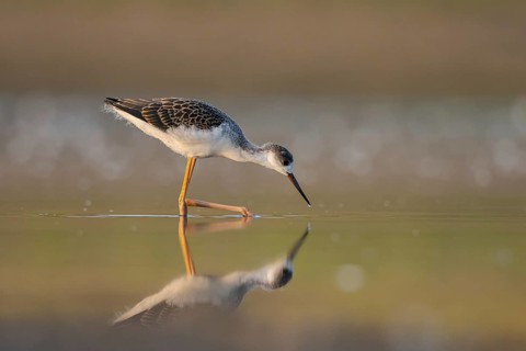 Black-winged Stilt (Himantopus himantopus) juvenile foraging, North Rhine-Westphalia, Germany