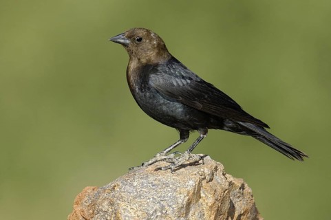 Brown-headed Cowbird (Molothrus ater), Texas, USA