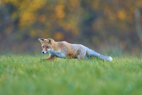 Red Fox (vulpes vulpes), running in meadow at autumn