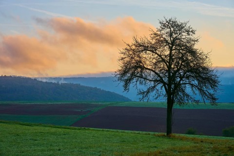 A lone apple tree (Malus domestica), standing in a wide field with a sunrise in the sky, autumn,