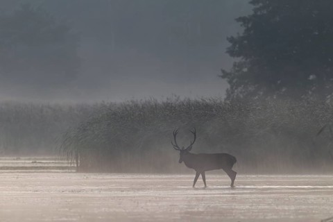 Wisps of mist are still drifting over the water as a red deer (Cervus elaphus) wanders out of the