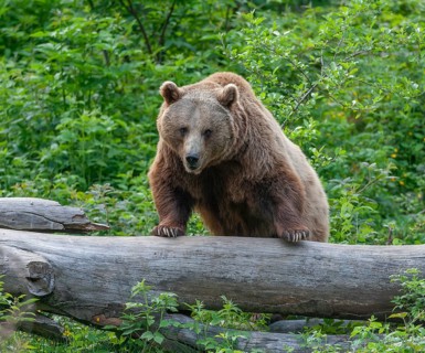 Brown bear (Ursus arctos) walking over an old tree trunk, captive, Bavarian Forest National Park,