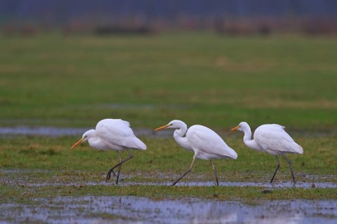 Great Egret (Ardea alba) foraging, North Rhine-Westphalia, Germany