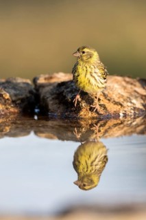 European Serin (Serinus serinus) male, Castile and Leon, Spain
