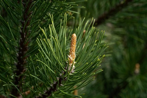 A detailed close-up of dwarf pine needles, showcasing their vibrant green color and intricate