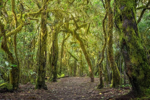 Hiking trail in the laurel forest. Trees with moss and lichen. Garajonay National Park, La Gomera,