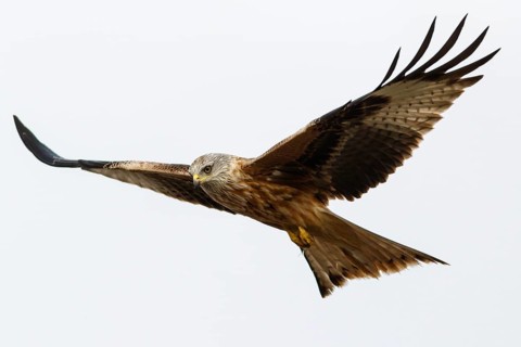 Red Kite (Milvus milvus), in flight, Castile and Leon, Spain