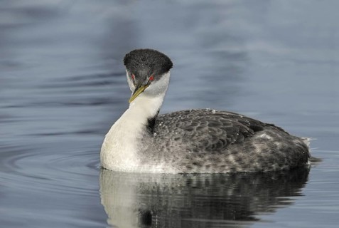 Western Grebe (Aechmophorus occidentalis), British Columbia, Canada