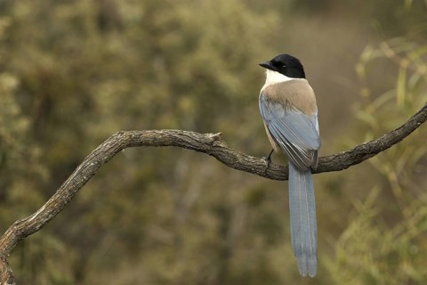 Iberian Magpie (Cyanopica cooki), Castile-La Mancha, Spain