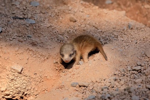 Little Earthling (Suricata suricatta), young animal, newborn, baby