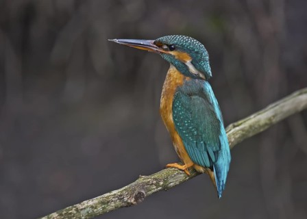 Common Kingfisher (Alcedo atthis) female perched on a branch, Bavaria, Germany