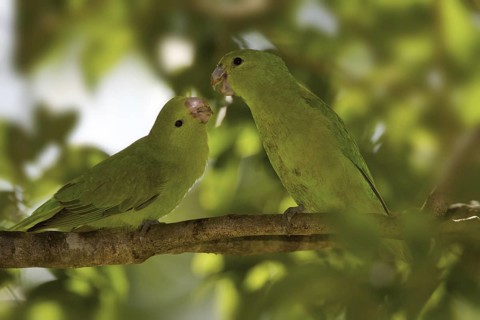 Blue-winged Parrotlet (Forpus xanthopterygius) displaying pair, Atlantic rainforest, Brazil