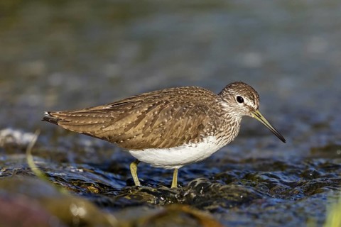 Wood Sandpiper, (Tringa ochropus), animals, birds, biotope, habitat, foraging, snipe family,