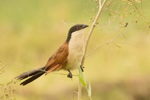 Senegal Coucal (Centropus senegalensis), Gambia