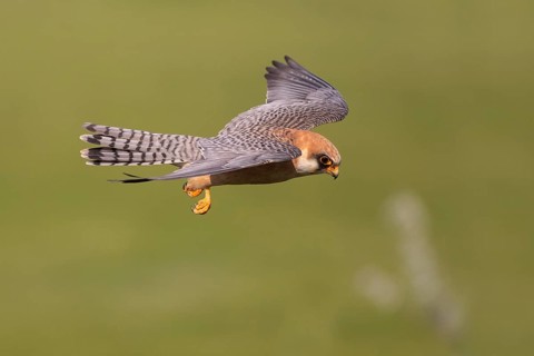 Red-footed Falcon (Falco vespertinus) female flying, Subotica, Serbia
