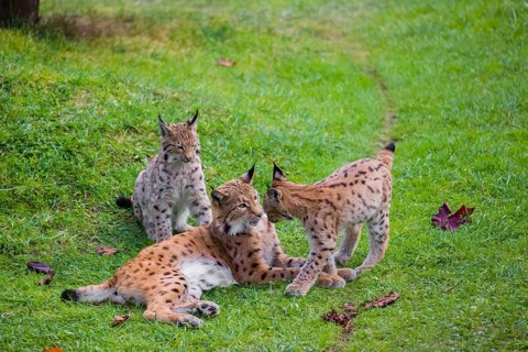 One female Eurasian lynx (Lynx lynx) plays with its two cubs on a green meadow