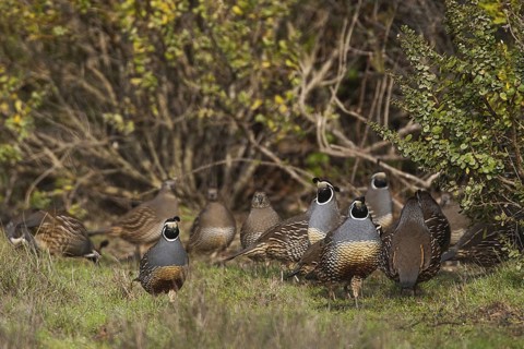 California Quail (Callipepla californica), California, USA