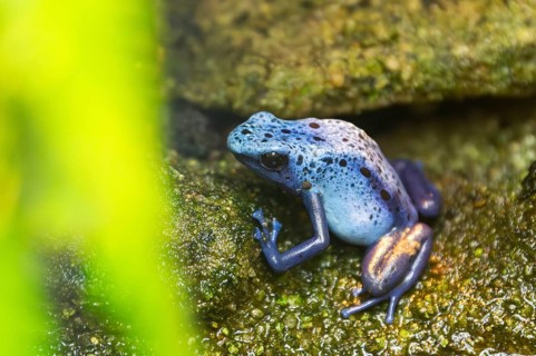 Blue poison dart frog or blue poison arrow frog (Dendrobates tinctorius azureus), captive
