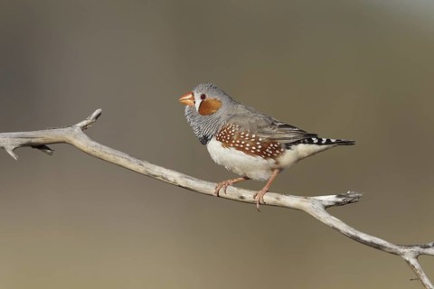 Zebra Finch (Taeniopygia guttata castanotis) male, Autralian Capital Territory, Australia