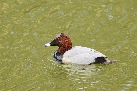 Tufted duck (Aythya fuligula) male and female swimming in a lake, Bavaria, Germany