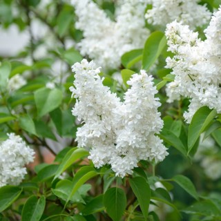Lilac (Syringa vulgaris 'Mme Lemoine'), An den Dorfwiesen 9, Germany
