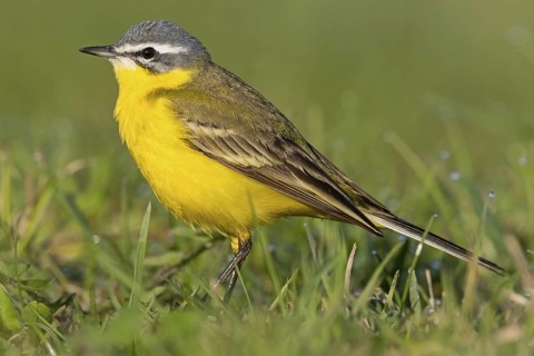 Blue-headed Yellow Wagtail, (Motacilla flava flava), Bergeronnette printanière, Lavandera Boyera,