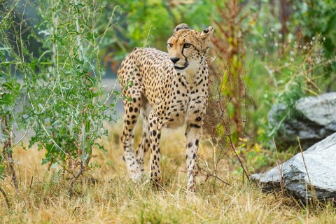 Cheetah (Acinonyx jubatus) walking on the ground, captive, occurrence Africa