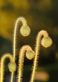 Iceland poppy (Papaver nudicaule), buds, in the evening light, North Rhine-Westphalia, Germany