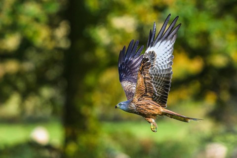 Red Kite, Milvus milvus, bird in flight