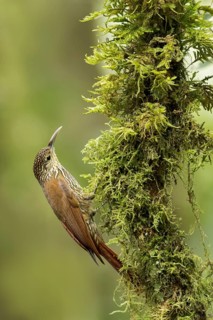 Spot-crowned Woodcreeper (Lepidocolaptes affinis) perched on a branch in Panama