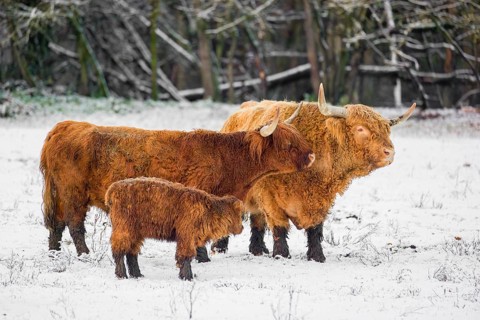 A family of Highland cattle (Bos primigenius), a bull, a cow and a calf are standing at the edge of