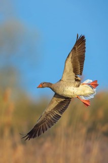 GRaugans, Anser Anser, flight shot, side view