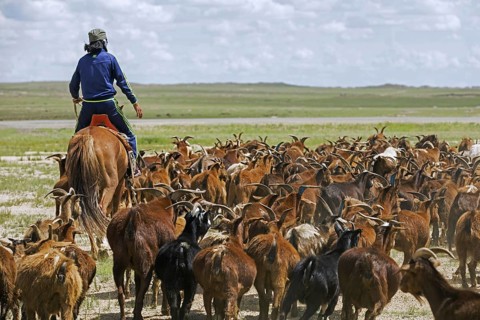 Mongolian goatherd, Mongol herder, goatherder on horseback herding goats in the Gobi desert,